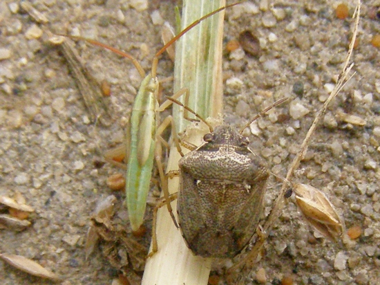 Eysarcoris ventralis e Geocoris cfr. pallidipennis